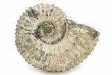 Bumpy Ammonite (Douvilleiceras) Fossil - Madagascar #254918-1